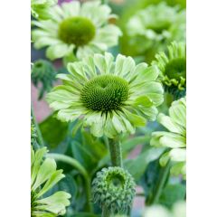 Jeżówka 'Green Jewel' - Echinacea Green Jewel